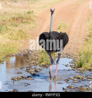 Ein erwachsener somalischen Strauße an einer kleinen Kreuzung, quadratischen Format, Wüste, Lewa Lewa Conservancy, Kenia, Afrika Stockfoto