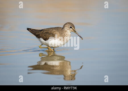 Green Sandpiper (Tringa ochropus), Nahrungssuche im Wasser, Ivars See, Katalonien, Spanien Stockfoto