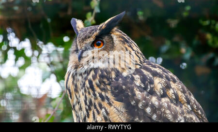 Ein Bubo bubo oder Eurasische Uhu mit großen Augen und braune Federn. Der eurasischen Uhu ist eine Pflanzenart aus der Gattung der Uhu in Eurasien befindet. Stockfoto