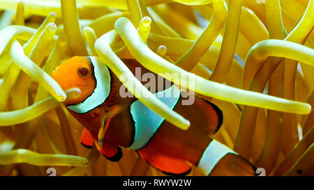 Eine schöne Clownfisch schwimmen unter der Korallen. Clownfisch oder Anemonenfischen sind Fische aus der Unterfamilie in der Familie Pomacentrida Amphiprioninae Stockfoto