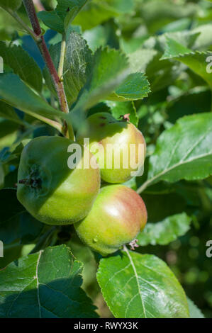 Bramley Äpfel wachsen auf Apfelbäume in einem Obstgarten Stockfoto