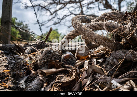 Hintergrund Seil Bäume grüne Küste düster. Stockfoto