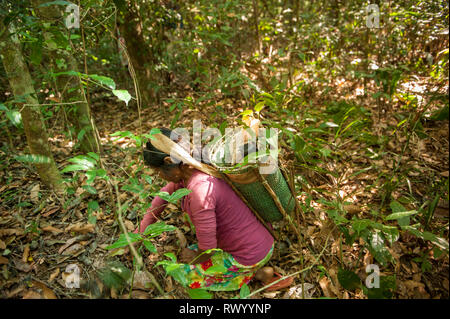 Mato Grosso, Brasilien. Eine Kayapo Indianer Frau mit einem traditionellen Design Korb, sondern aus Kunststoff Binding tape, sammelt Kumaru (Dipterix odorata Stockfoto