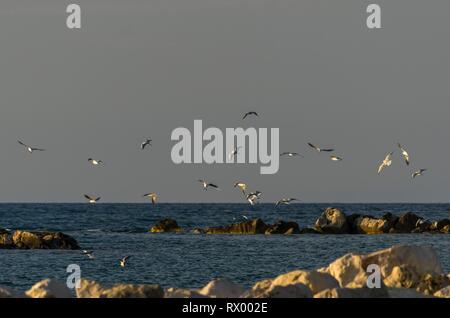 Gruppe von Möwen auf der Suche nach Fisch fliegen auf dem Meer in der Nähe der Felsen Stockfoto