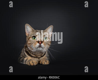 Hübscher junger braun Tabby American Shorthair Katze sitzt hinter der schwarzen Oberfläche. Suchen geradeaus über Kamera mit faszinierenden grünen Augen. Isola Stockfoto