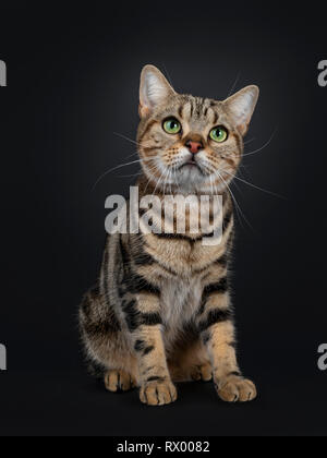 Hübscher junger braun Tabby American Shorthair Katze, sitzend nach vorne. Suchen Sie mit faszinierenden grünen Augen. Auf einem schwarzen Hintergrund. Stockfoto