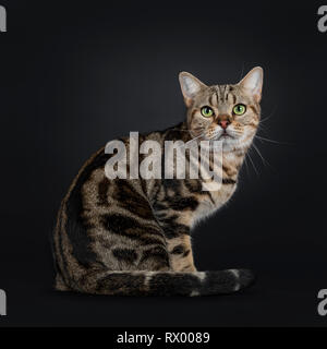 Hübscher junger braun Tabby American Shorthair Katze, sitzend Seite weisen. Auf Objektiv mit faszinierenden grünen Augen. Auf einem schwarzen Hintergrund. Tai Stockfoto