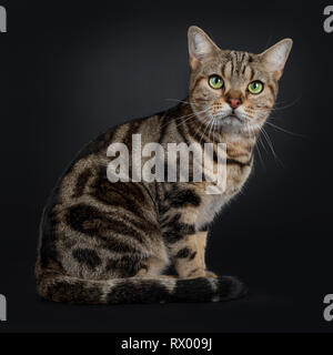 Hübscher junger braun Tabby American Shorthair Katze, sitzend Seite weisen. Auf Objektiv mit faszinierenden grünen Augen. Auf einem schwarzen Hintergrund. Tai Stockfoto