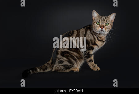 Hübscher junger braun Tabby American Shorthair Katze, sitzend Seite weisen. Auf Objektiv mit faszinierenden grünen Augen. Auf einem schwarzen Hintergrund. Tai Stockfoto