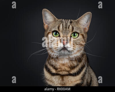 Kopf geschossen von gutaussehenden Jungen braun Tabby American Shorthair Katze. Suchen geradeaus mit faszinierenden grünen Augen. Auf einem schwarzen Hintergrund. Stockfoto