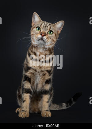 Hübscher junger braun Tabby American Shorthair Katze, sitzend nach vorne. Suchen Sie mit faszinierenden grünen Augen. Auf einem schwarzen Hintergrund. Stockfoto