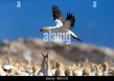 Kaptölpel (Morus capensis), erwachsenen Fliegen, Flug über Vogelkolonie, Lamberts Bay, Western Cape, Südafrika Stockfoto