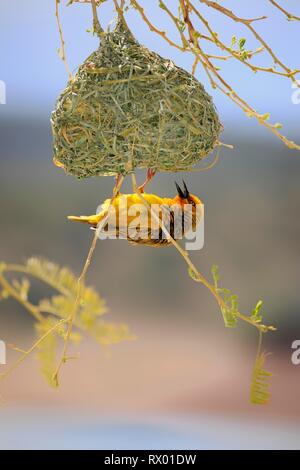 Cape Weaver (Ploceus capensis), Männchen im Nest Gebäude, Kleine Karoo, Western Cape, Südafrika Stockfoto