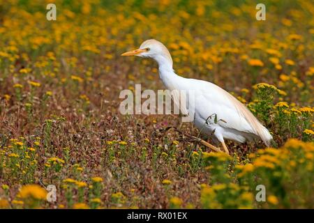 Kuhreiher (Bubulcus ibis), erwachsene Nahrungssuche in der Blumenwiese, Jagd, West Coast National Park, Western Cape, Südafrika Stockfoto