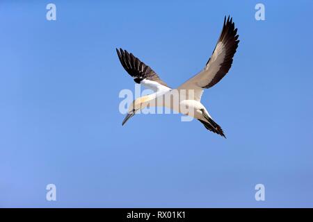 Kaptölpel (Morus capensis), erwachsenen Fliegen, Lamberts Bay, Western Cape, Südafrika Stockfoto