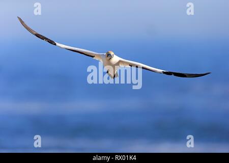 Kaptölpel (Morus capensis), erwachsenen Fliegen, Lamberts Bay, Western Cape, Südafrika Stockfoto