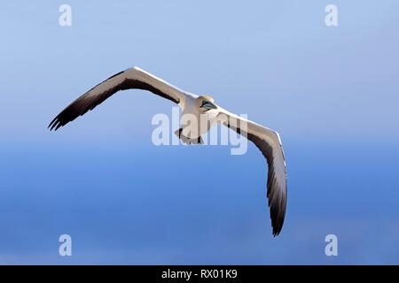 Kaptölpel (Morus capensis), erwachsenen Fliegen, Lamberts Bay, Western Cape, Südafrika Stockfoto