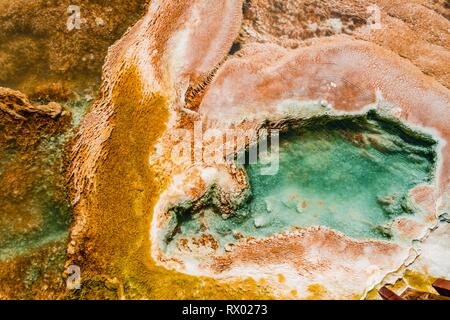 Foto, Hot Spring mit orange mineralische Ablagerungen und Algen Detail, eine Palette, Federn, oberen Terrassen, Mammoth Hot Springs Stockfoto