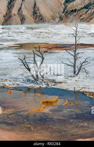 Tote Bäume auf Sinter Terrassen, Hot Springs, orange mineralische Ablagerungen, Palette, Federn, oberen Terrassen, Mammoth Hot Springs Stockfoto