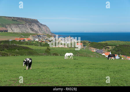 Pferde grasen auf den Feldern oberhalb des Dorfes Staithes, North Yorkshire, England. Blick Richtung Cowbar und Klippen bei Boulby. Stockfoto