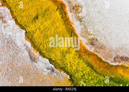Gelbe Bakterien und Algen in einer heißen Quelle am schwarzen Sand Basin und Biscuit Basin, Yellowstone National Park, Wyoming, USA Stockfoto