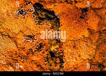 Gelbe Bakterien und Algen in einer heißen Quelle am schwarzen Sand Basin und Biscuit Basin, Yellowstone National Park, Wyoming, USA Stockfoto