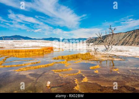 Tote Bäume auf Sinter Terrassen, Hot Springs, orange mineralische Ablagerungen, Palette, Federn, oberen Terrassen, Mammoth Hot Springs Stockfoto