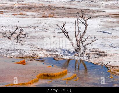 Tote Bäume auf Sinter Terrassen, Hot Springs, orange mineralische Ablagerungen, Palette, Federn, oberen Terrassen, Mammoth Hot Springs Stockfoto