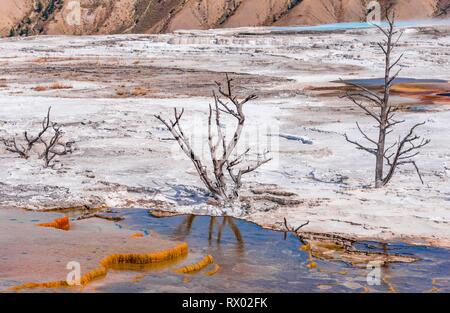 Tote Bäume auf Sinter Terrassen, Hot Springs, orange mineralische Ablagerungen, Palette, Federn, oberen Terrassen, Mammoth Hot Springs Stockfoto