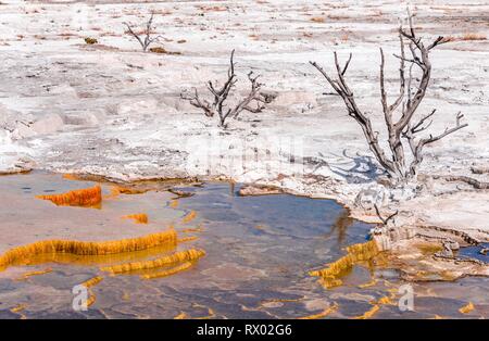 Tote Bäume auf Sinter Terrassen, Hot Springs, orange mineralische Ablagerungen, Palette, Federn, oberen Terrassen, Mammoth Hot Springs Stockfoto