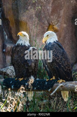 Zwei der Weißkopfseeadler (Haliaeetus leucocephalus) auf einem Zweig, Grizzly und Wolf Discovery Center, Wildlife Park, Wyoming, USA Stockfoto