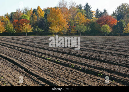 Gepflügte Felder und Bäume im Herbst Stockfoto