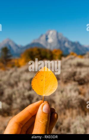 Hand Gelb Herbst Blatt einer Gemeinsamen Aspen (Populus tremula), Grand Teton National Park, Wyoming, USA Stockfoto