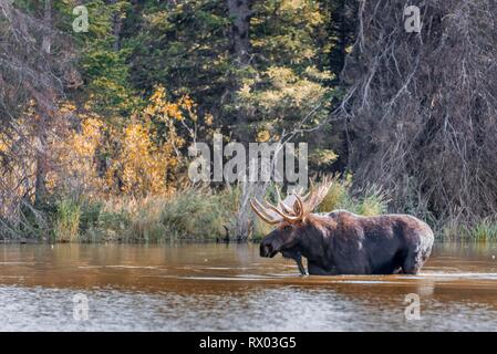 Männliche Elch (Alces alces) stehen in einem See, Grand Teton National Park, Wyoming, USA Stockfoto