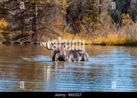 Männliche Elch (Alces alces) stehen in einem See, Grand Teton National Park, Wyoming, USA Stockfoto