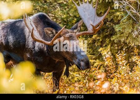 Männliche Elch (Alces alces) stehen in dichten Büschen im Wald, Grand Teton National Park, Wyoming, USA Stockfoto