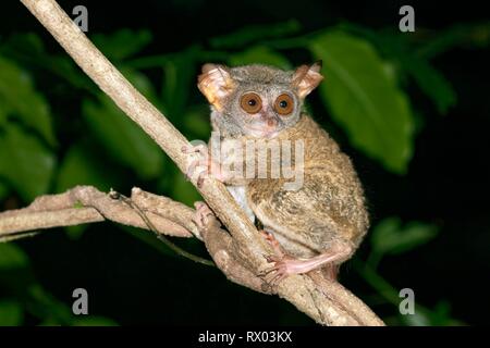 Sulawesi-Tarsier (Tarsius tarsier) sitzt auf Zweig, endemisch, Insel Selayar, South Sulawesi, Indonesien Stockfoto