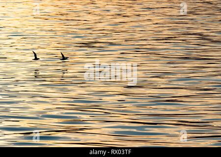 Northern eissturmvögel Fulmarus glacialis) (im Flug, Spitzbergen, Svalbard, Norwegen Stockfoto