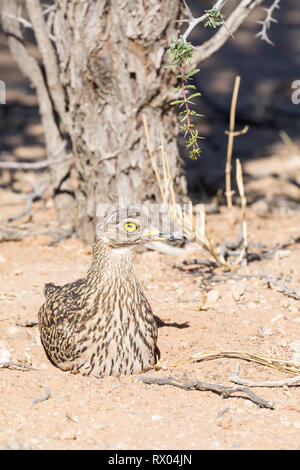 Gepunktetes Dickknieweibchen, gepunkteter Dikkop, Cape-Dickknieweibchen (Burhinus capensis) auf Nest sitzend, Nordkap, Süd-AF Stockfoto