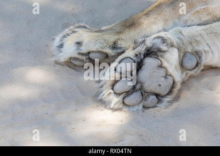 Detail der Pfote eines schlafenden Löwe, Löwin, Panthera leo, Kgalagadi Transfrontier Park, Northern Cape, Kalahari Wüste, Südafrika auf Sand Stockfoto