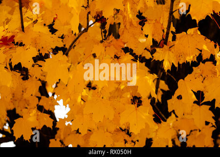 Sammlung von Ahorn Blätter am Baum Stockfoto