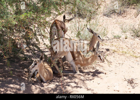 Juvenile Springbock, Antidorcas marsupialis, Ausruhen im Schatten der Baum, der in der Mittagshitze, Kgalagadi Transfrontier Park, Northern Cape, Kalahari, South Afri Stockfoto