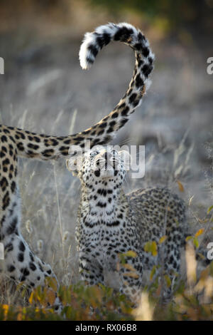 Leopard cub im Morgenlicht in Namibia. Stockfoto
