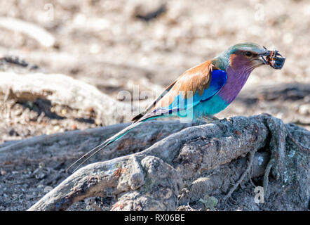 In der Nähe von Lilac-breasted Roller essen Insekt, während das Hocken auf Wurzeln Stockfoto