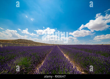 Malerischer Blick auf lavendel Feld gegen den blauen Himmel während der sonnigen Tag Stockfoto