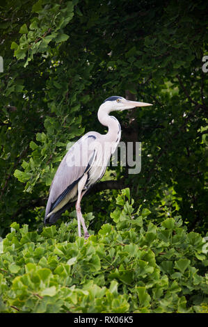 Graureiher im St James's Park, London, England, Großbritannien Stockfoto