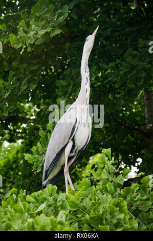 Graureiher im St James's Park, London, England, Großbritannien Stockfoto