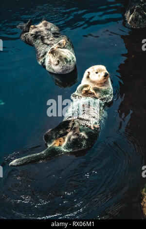 Zwei Sea Otter schwimmt auf dem Rücken Stockfoto