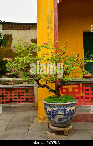 Eine Anlage auf dem Gelände des historischen Hainan Montagehalle in der UNESCO-Zentrale vietnamesischen Stadt Hoi An Stockfoto