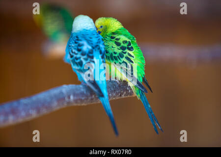 Kleine Papageien Vögel, hell Blau und Grün, sitzen auf den Ast auf unscharfen Kopie Raum Hintergrund. Halten der Haustiere zu Hause Konzept. Stockfoto